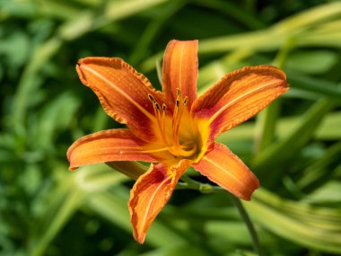 Çiçeğin makro fotoğrafı