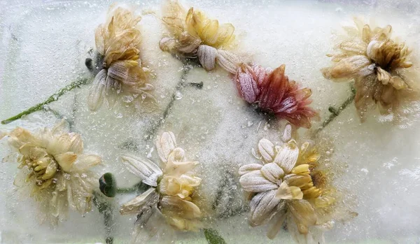 Abstract. Flowers in frozen water, ice.Winter, ice.