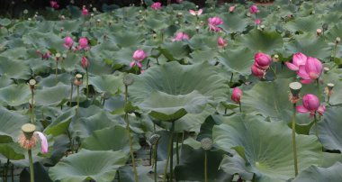 Pembe nilüfer çiçeği, su bitkisi.