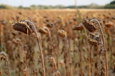 Kurumuş ayçiçekleri, başları eğik.