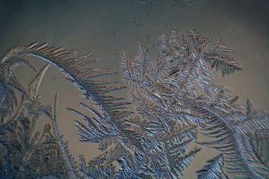 Buz çam, buz oluşumu. Buz çiçeği. Makro fotoğraf. Özet,