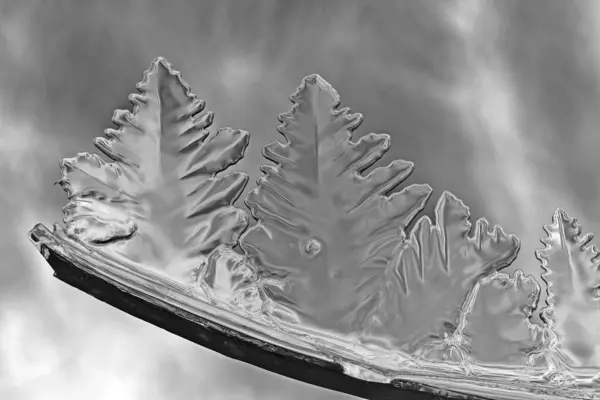 Ice Pines Ice Formation Macro Photo Abstract — Stock Photo, Image
