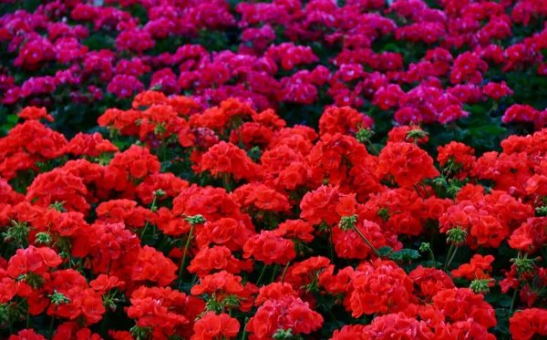 Ποικιλία Ομάδα Πώληση Πώληση Λουλουδιών Γεράνι — Φωτογραφία Αρχείου
