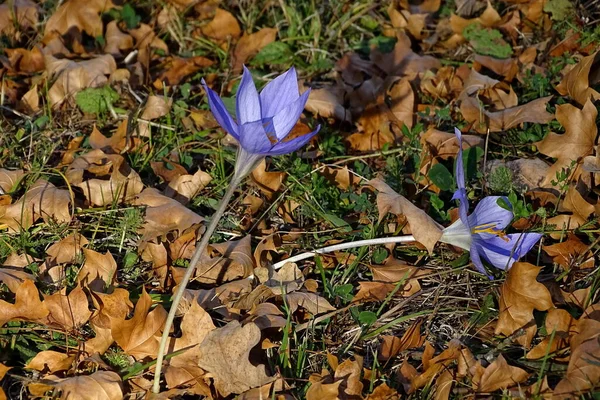 Őszi Kör Sárga Levelek Között — Stock Fotó