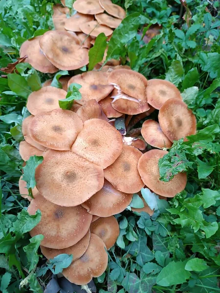 Bal renkli kütük mantarı. Karakteristik bir kokusu ve hafif keskin bir tadı var..