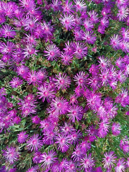 Vacker Mängd Lila Blommor Sommaren — Stockfoto