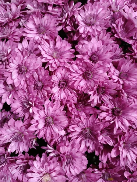 Bahçede çiçek açan Kasımpatı çiçeği. 