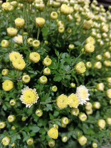 Bahçede açan kasımpatı çiçeği. Beyaz çiçekler.