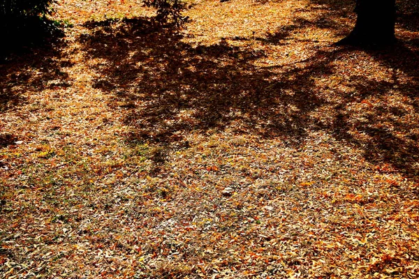 Folhas Árvores Floresta Outono Sombra Árvore Contrastante — Fotografia de Stock