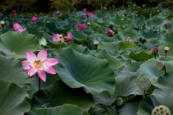 Bir grup nilüfer çiçeği, bir gölde..