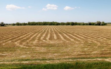Hasattan sonra tarım arazisi. Saman şeritleri kuruyor.