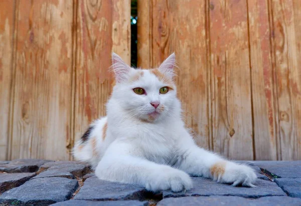 Beyaz Kedi Kapının Önünde Yatıyor Dinleniyor Sokakta Oturuyor — Stok fotoğraf