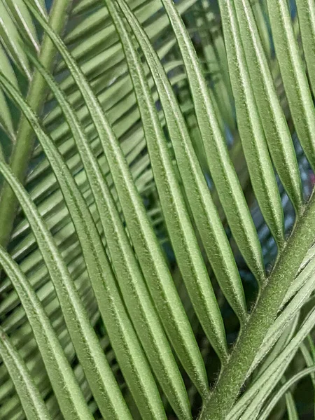 Green Tropical Leaves Flora Foliage — Stock Photo, Image