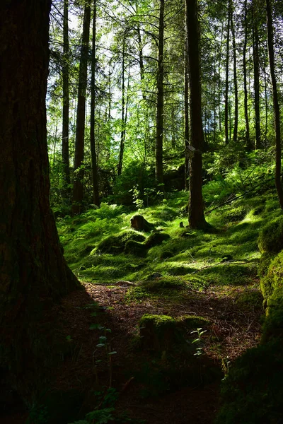 Ormanda aydınlık ve karanlık