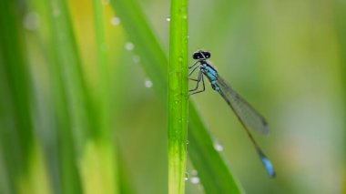 Komik mavi yusufçuk yakın plan temizleme başı, gözleri ve yüzü.