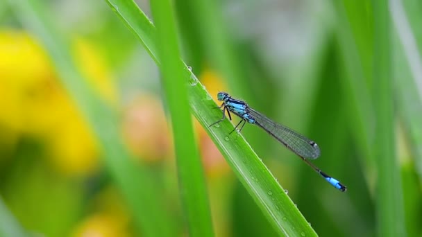 Blue Dragonfly Damselfly Using Raindrop Water Clean — Stock Video