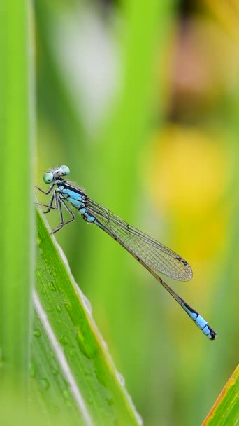 面白いトンボDamselfly閉じる上の垂直ビデオ — ストック動画