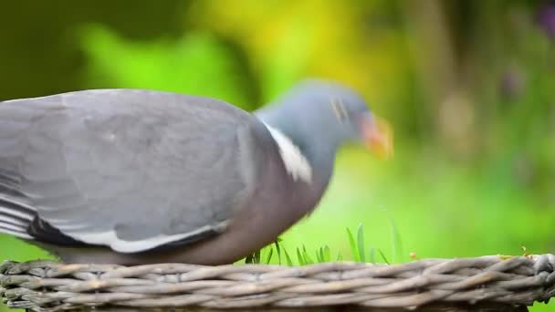 Wood Pigeon Dove Pecking Bird Seeds Basket — Stock Video