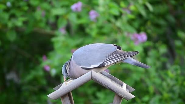 Wood Pigeon Chased Collared Dove Bird Feeder — Stock Video