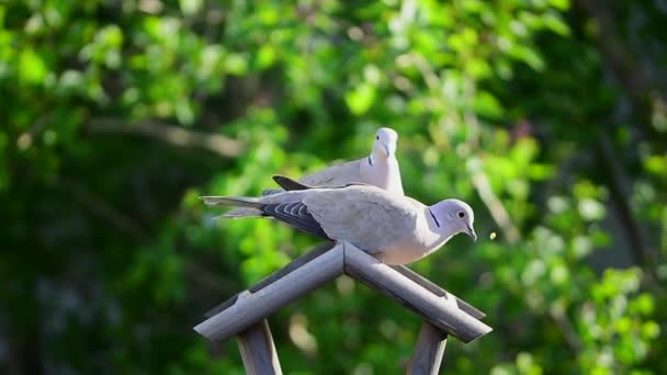 Deux Pigeons Colombes Mangeant Des Graines Sur Dessus Mangeur Oiseaux — Video