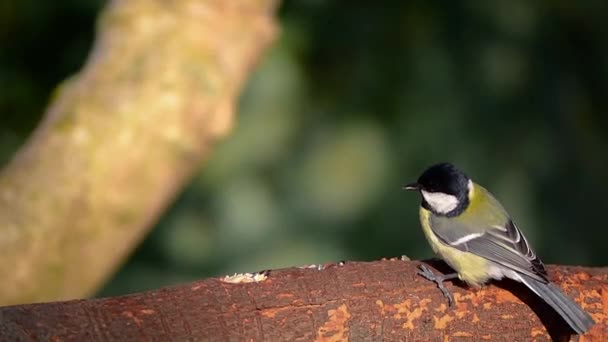 Great Tit Eating Peanuts Tree Branch Bird Feeder — Stock video