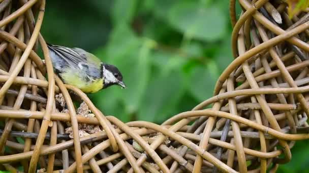 Great Tit Parus Major Pecking Bird Food Brown Woven Wreath — ストック動画