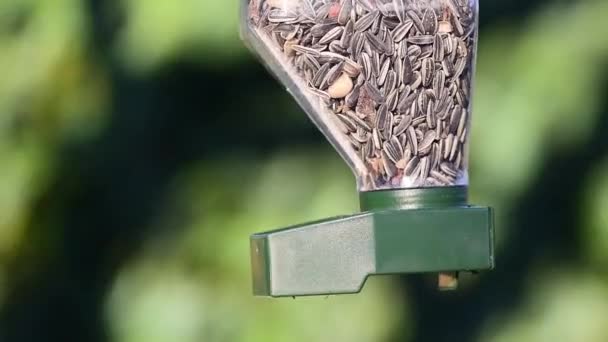 Great Tit Parus Major Eating Sunflower Seeds Bird Feeder Close — Vídeos de Stock