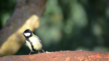 Great tit (Parus major) bird on tree branch eating sunflowers seeds and peanuts, 