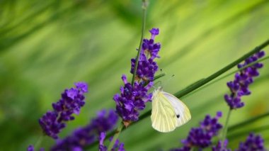 Mor lavanta çiçeklerinden nektar yudumlayan lahanalı beyaz kelebek (Pieris rapae)