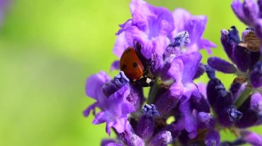 Mor çiçekler üzerinde uğur böceği (Coccinellidae)