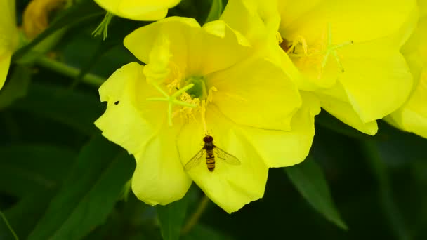 Marmalade Hoverfly Episyrphus Balteatus Lebah Yang Memakan Bunga Primrose Malam — Stok Video