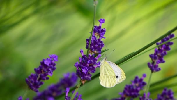 Cavoli Farfalla Bianca Pieris Rapae Sorseggiando Nettare Fiori Lavanda Viola — Video Stock