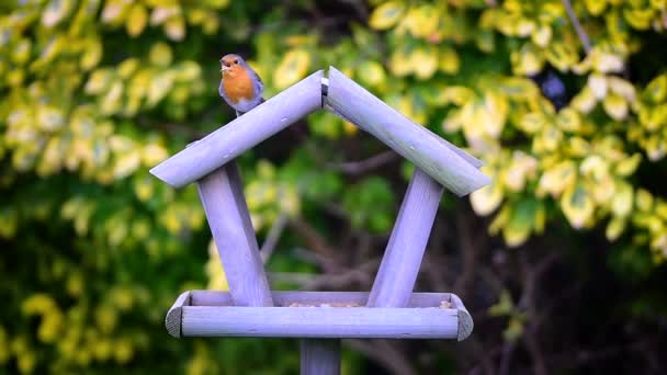 Robin Pájaro Casa Alimentador Aves — Vídeos de Stock