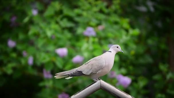 Dove Pigeon Flying Bird Feeder Perched Roof Top — Stock Video