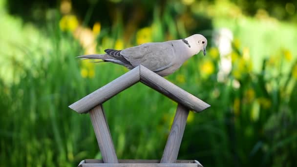 Hungrige Taube Frisst Vogelsamen Auf Vogelfutterhäuschen — Stockvideo