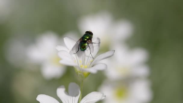 Mosca Diptera Frotando Las Piernas Flor Blanca Ratón Oreja Pollito — Vídeo de stock