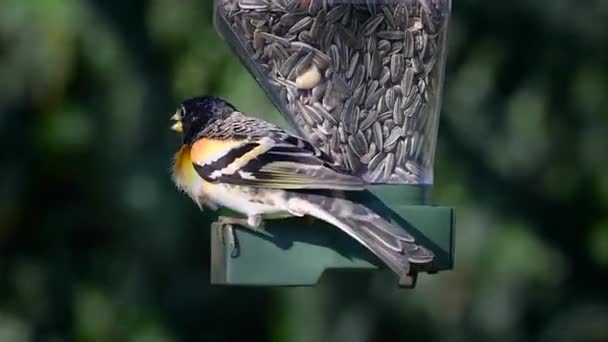 Finch Comendo Sementes Girassol Alimentador Pássaros Silo — Vídeo de Stock