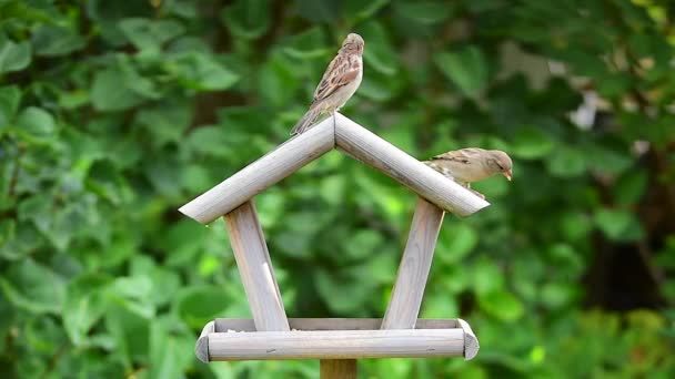 Păsări Ciugulind Semințe Din Casa Alimentare Păsărilor — Videoclip de stoc