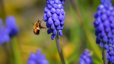 Noktalı arı sineği (Bombylius discolor), mor üzümlü sümbül (Muscari armeniacum) çiçekleri üzerinde nektar emen böcek..