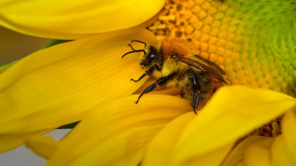 Τριχωτή Μέλισσα Μέλισσα Apis Κίτρινα Πέταλα Ηλίανθου Κοντά — Φωτογραφία Αρχείου