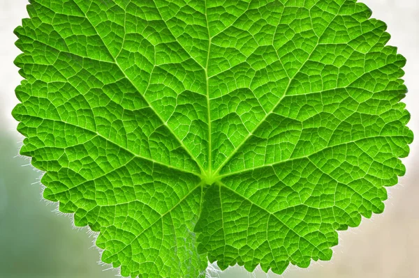 Green Leaf Young Hollyhock Alcea Rosea Plant Close Details Veins — Stock Photo, Image