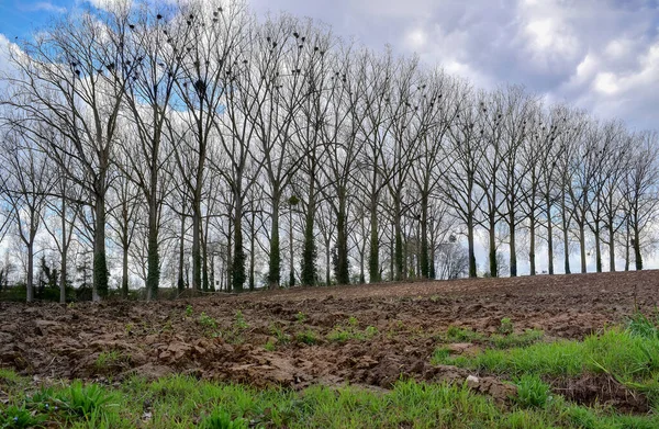 比利时 比利时 典型的比利时乡村 在一块犁地的边沿上一排排的树 — 图库照片