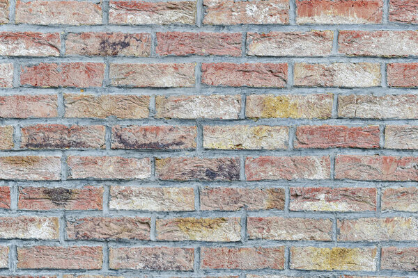 Капли воды на листья молодых растений близко