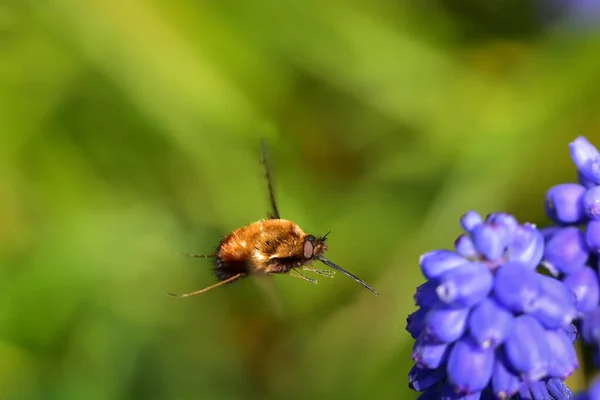 Пчелиная Муха Bombylius Discolor Насекомое Сосет Нектар Фиолетовый Виноград Гиацинт — стоковое фото