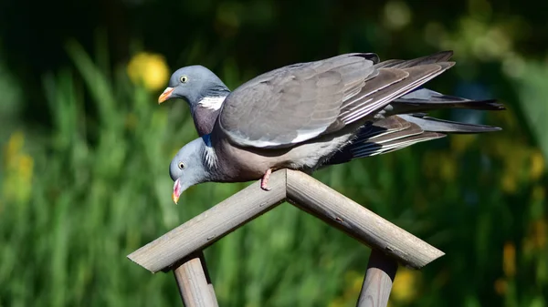 Wood pigeons (Columba palumbus) closeup, dove perched on birdfeeder rooftop.