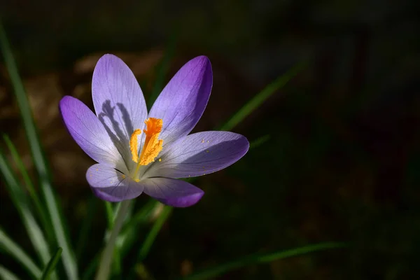 Lila Krokusblüte Aus Nächster Nähe Kopierraum Geringe Schärfentiefe — Stockfoto