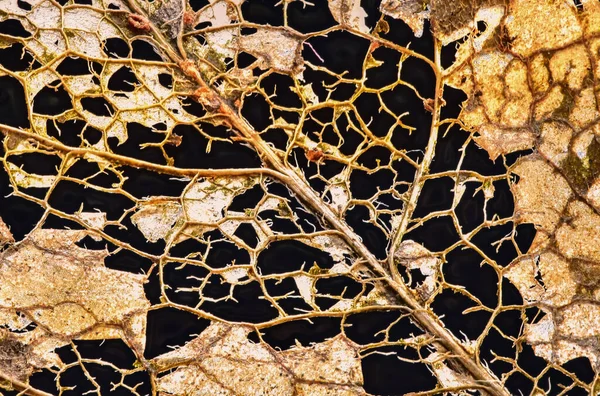 Deteriorating leaf skeleton on black background