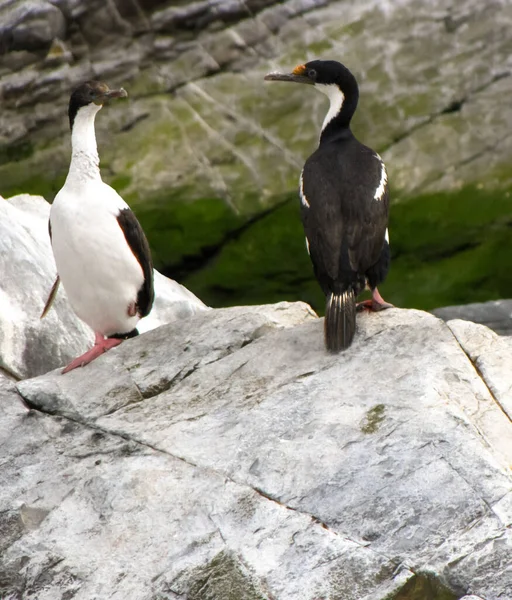 Cormoranes Blancos Negros — Foto de Stock