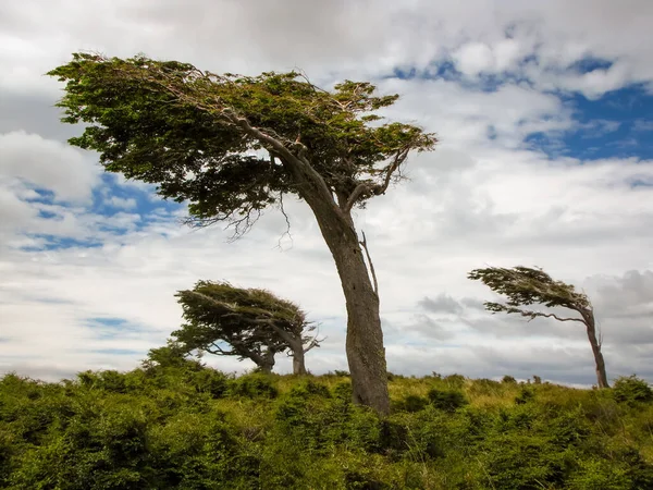 随风飘荡的树木 阿根廷火地岛 — 图库照片