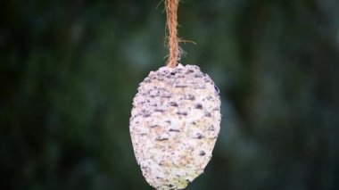 Peek-a-boo blue tit bird